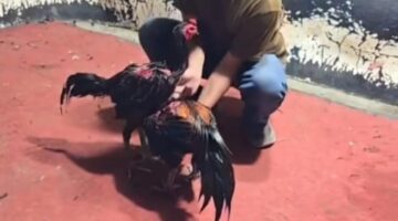 Polsek Biru-Biru Dinilai Lemah, Warga Minta Kapolres Turun Tangan Hentikan Judi Sabung Ayam